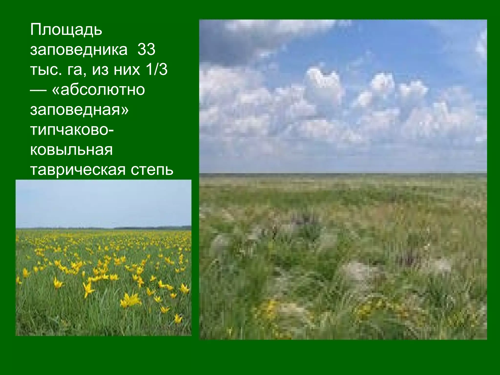 Площадь
заповедника 33
тыс. га, из них 1/3
— «абсолютно
заповедная»
типчаково-
ковыльная
таврическая степь
 