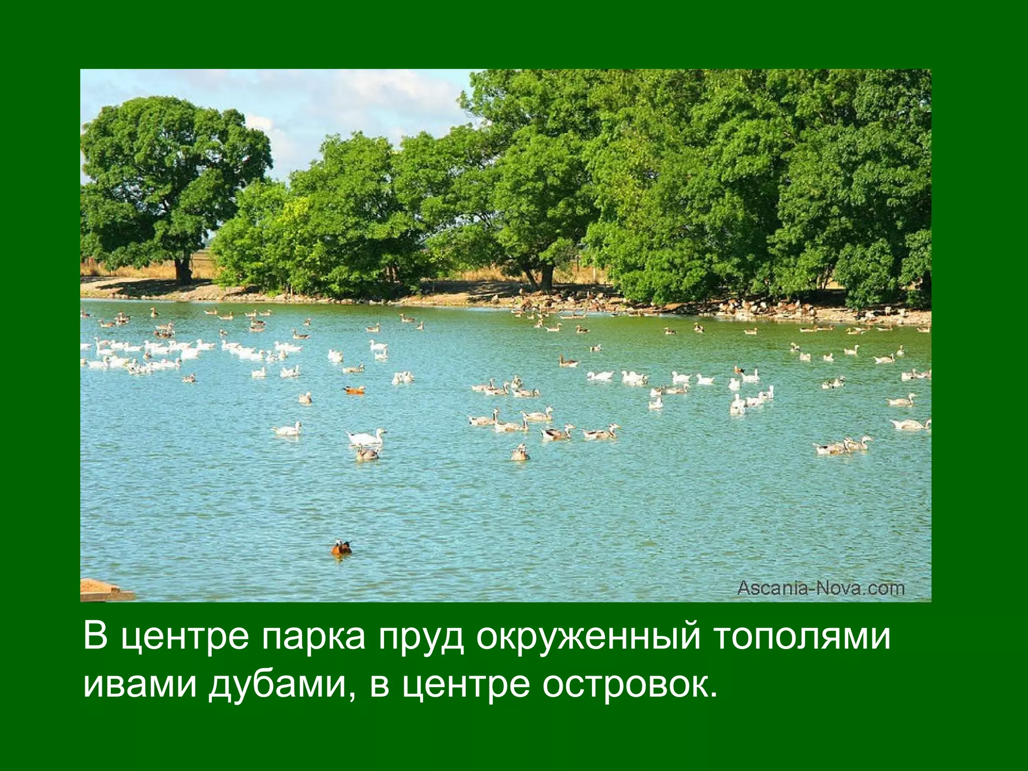 В центре парка пруд окруженный тополями
ивами дубами, в центре островок.
 