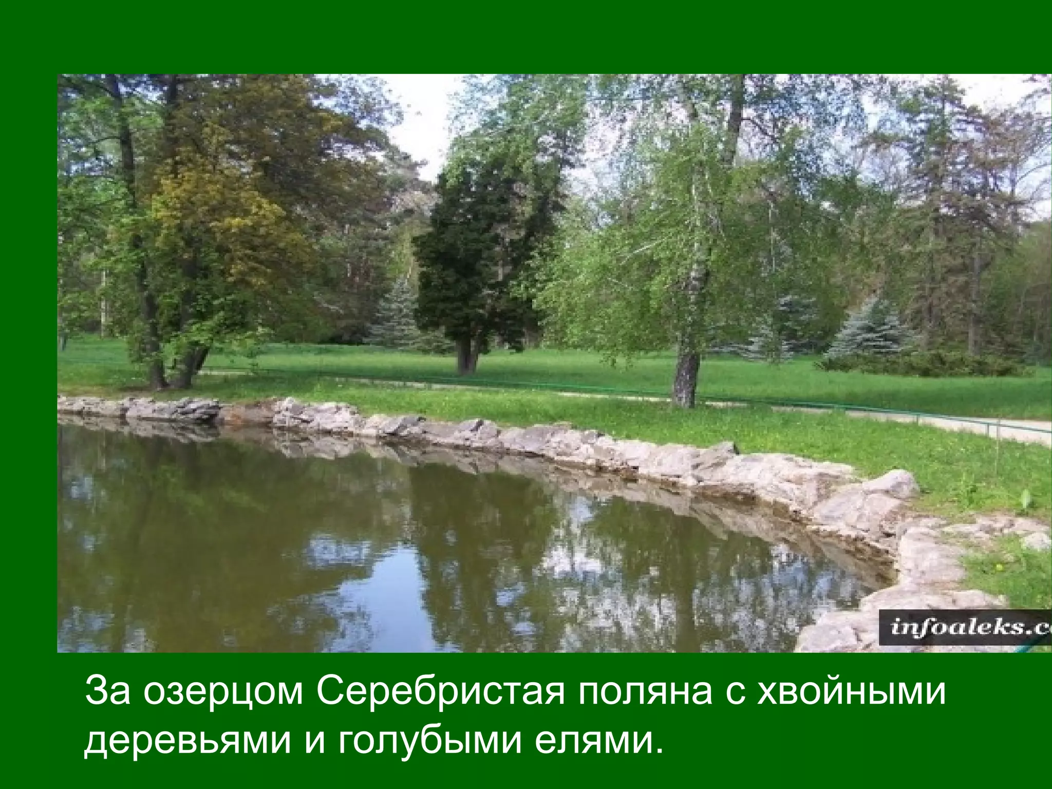 За озерцом Серебристая поляна с хвойными
деревьями и голубыми елями.
 