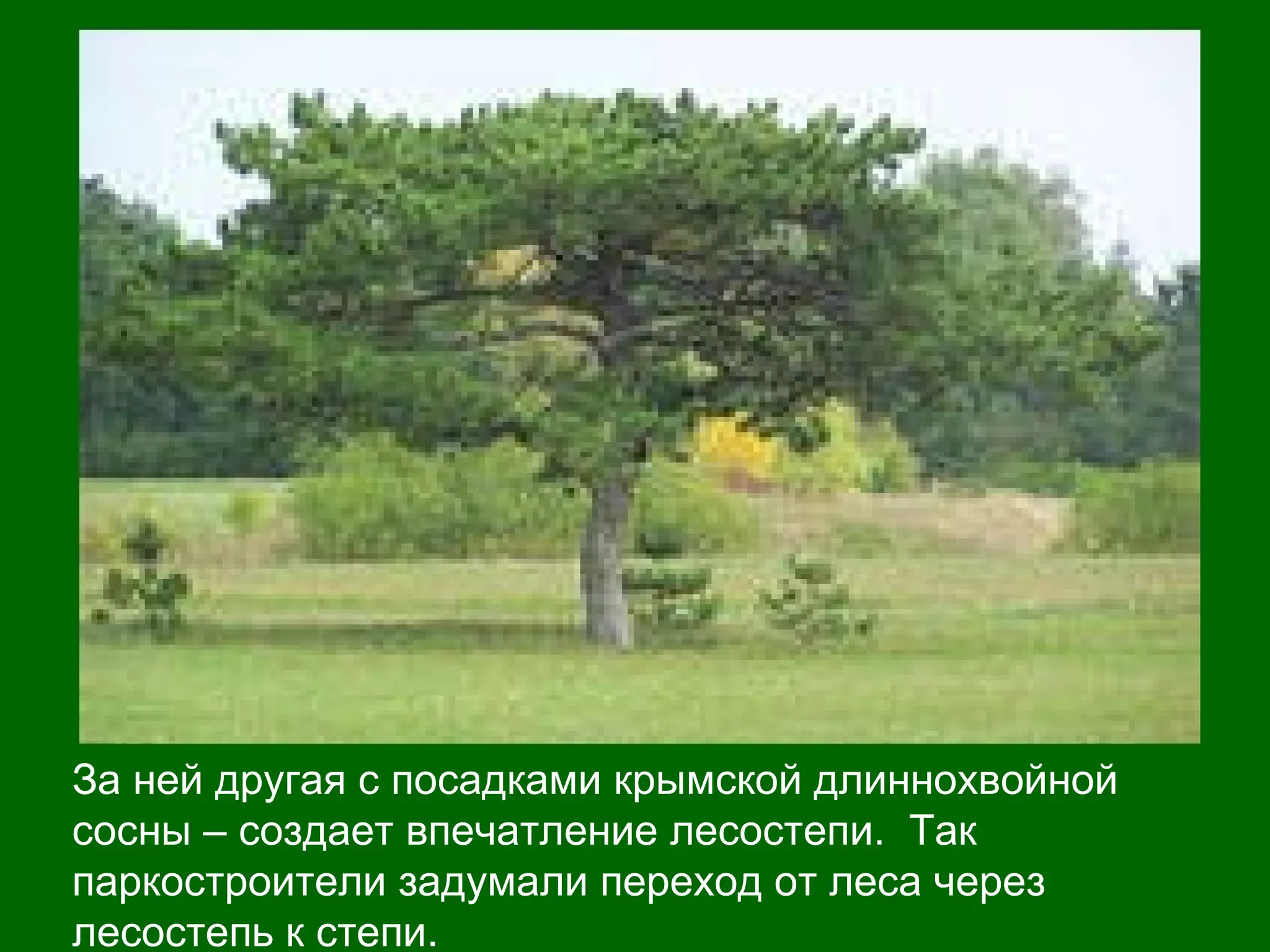За ней другая с посадками крымской длиннохвойной
сосны – создает впечатление лесостепи. Так
паркостроители задумали переход от леса через
лесостепь к степи.
 
