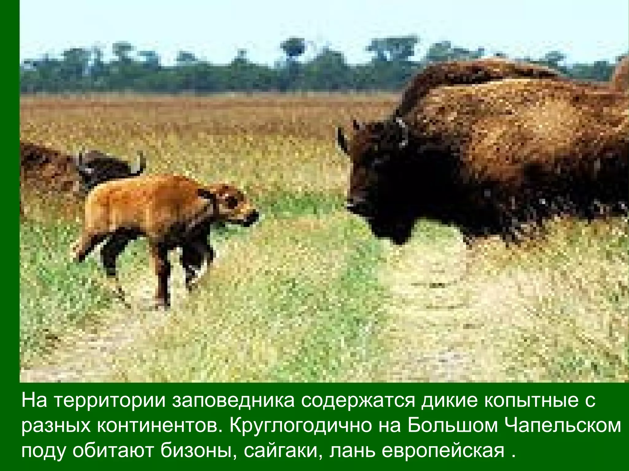 На территории заповедника содержатся дикие копытные с
разных континентов. Круглогодично на Большом Чапельском
поду обитают бизоны, сайгаки, лань европейская .
 