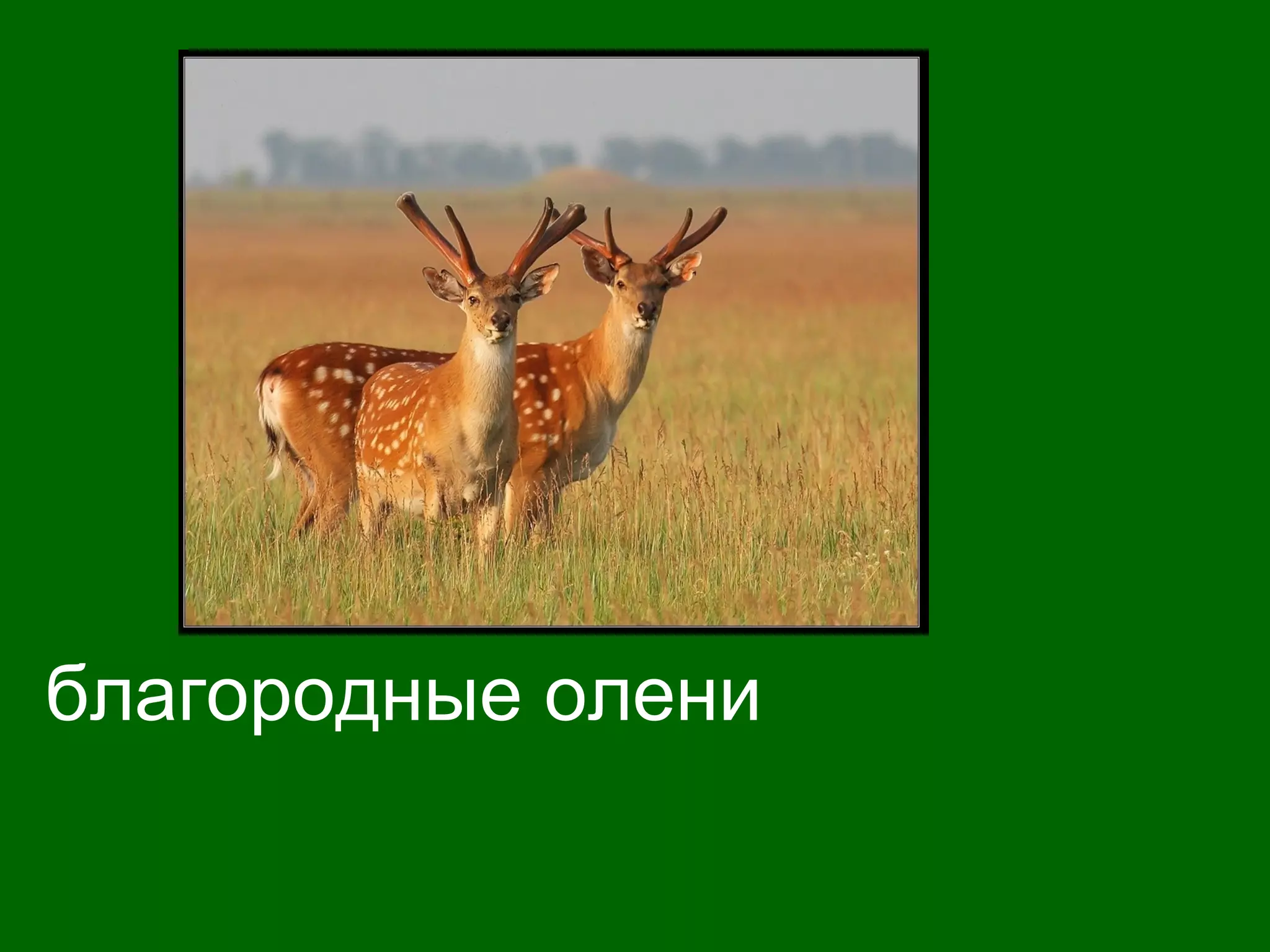 благородные олени
 