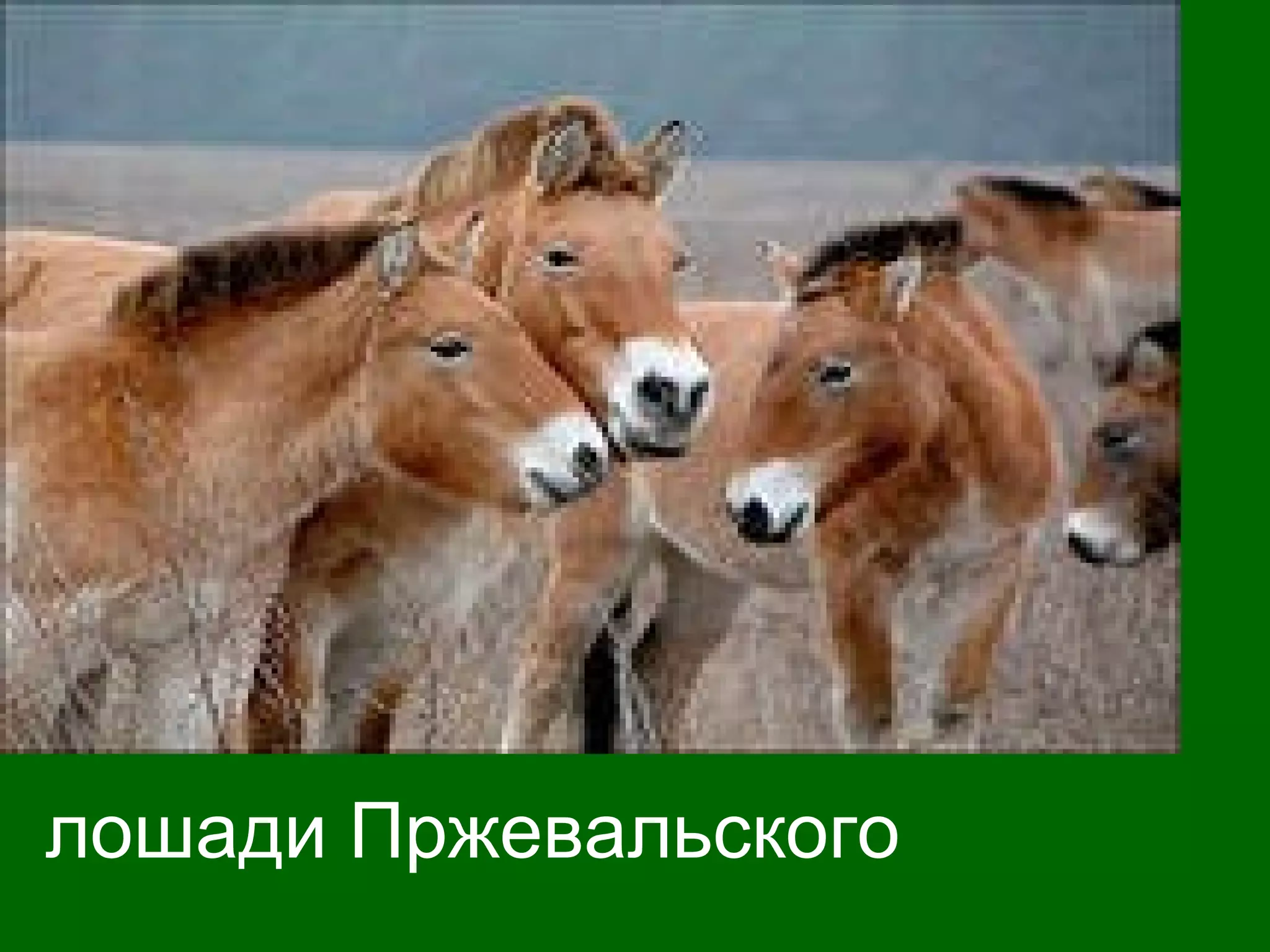 лошади Пржевальского
 