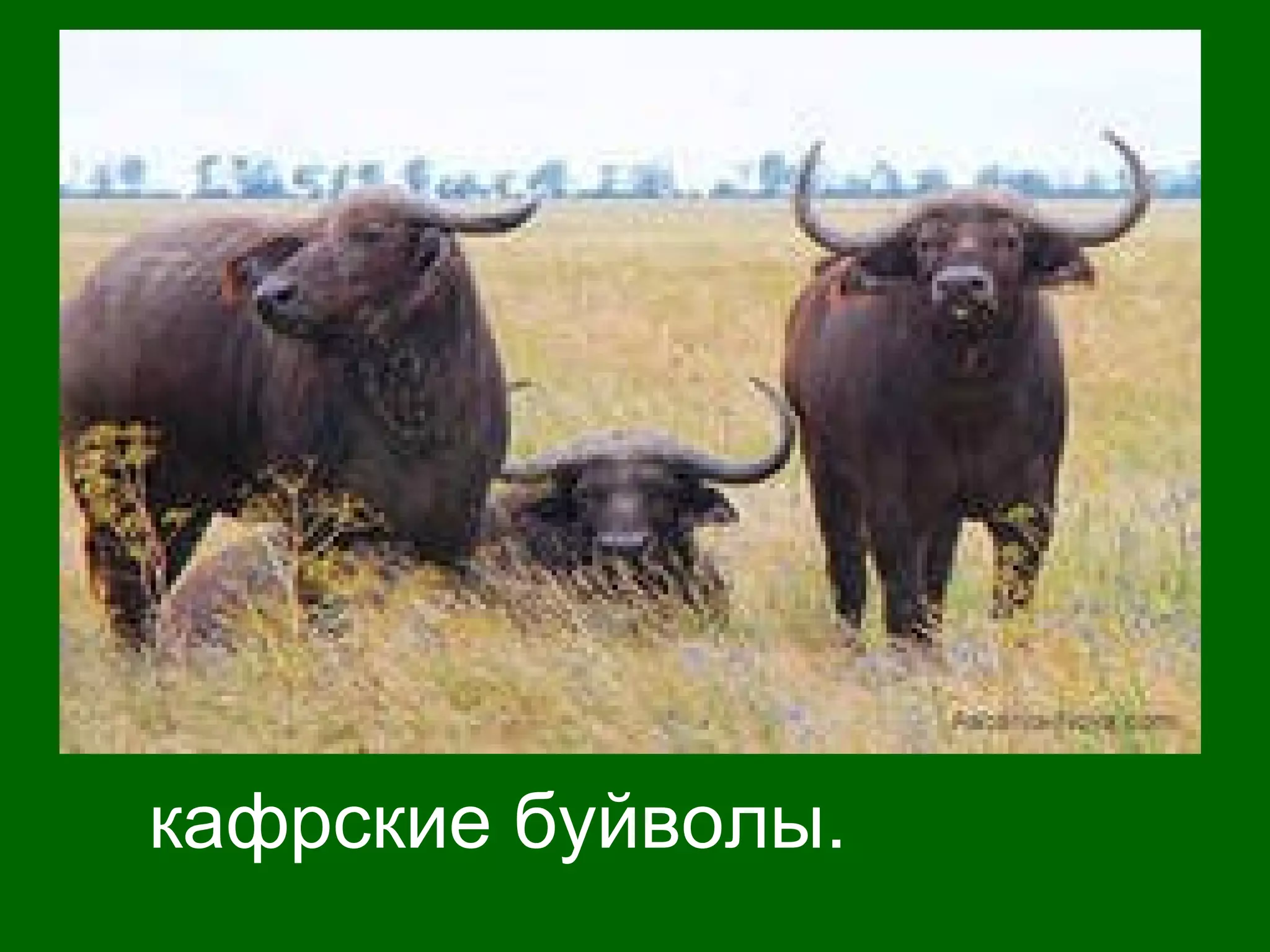 кафрские буйволы.
 
