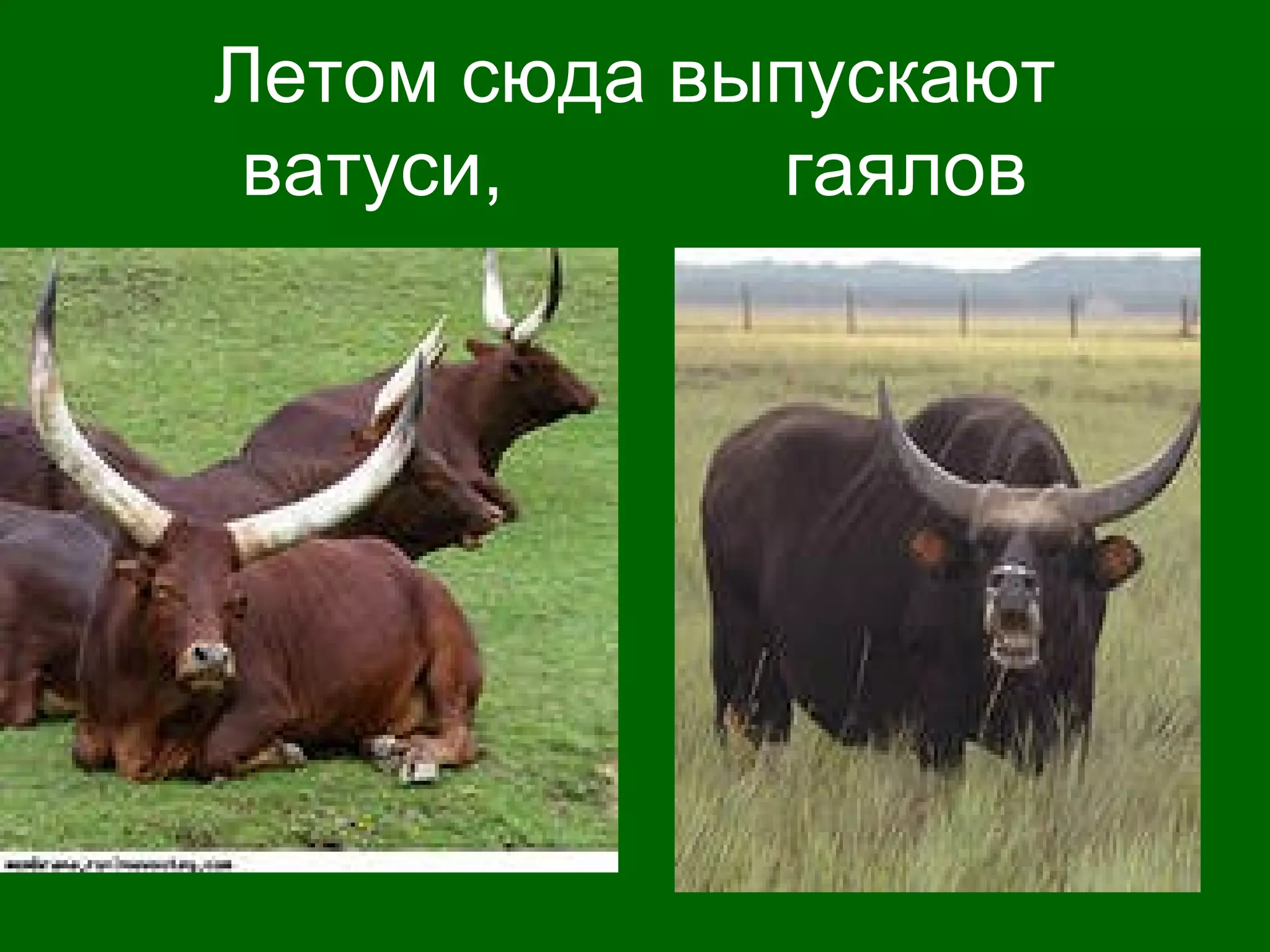 Летом сюда выпускают
ватуси, гаялов
 