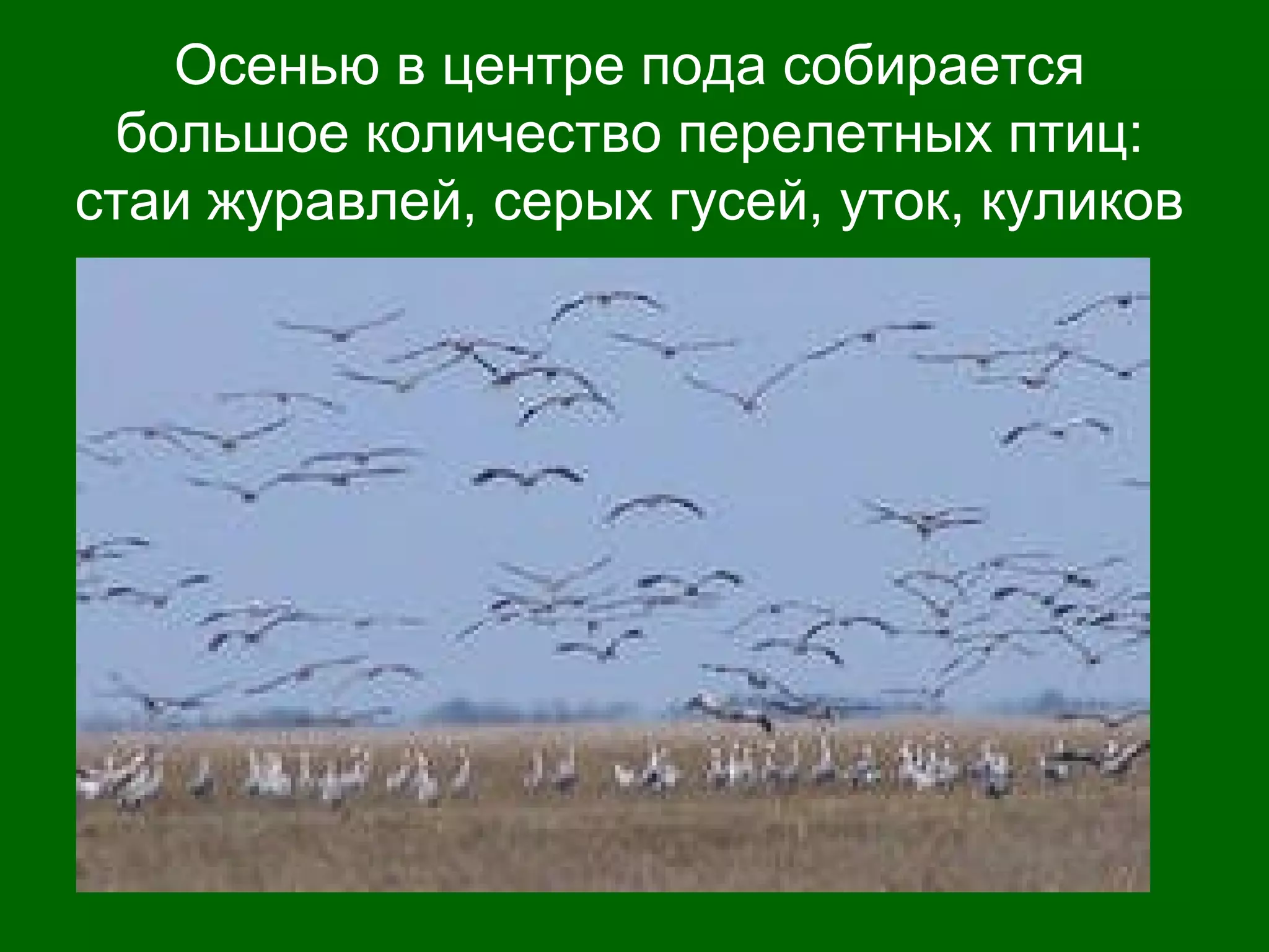 Осенью в центре пода собирается
большое количество перелетных птиц:
стаи журавлей, серых гусей, уток, куликов
 