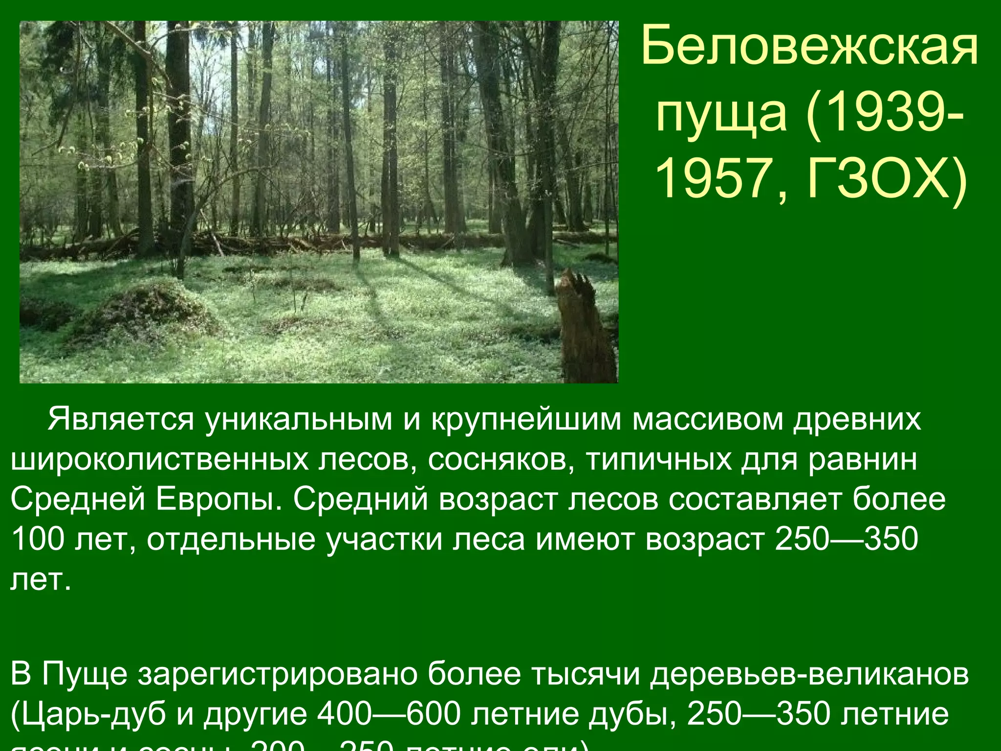 Беловежская
пуща (1939-
1957, ГЗОХ)
Является уникальным и крупнейшим массивом древних
широколиственных лесов, сосняков, типичных для равнин
Средней Европы. Средний возраст лесов составляет более
100 лет, отдельные участки леса имеют возраст 250—350
лет.
В Пуще зарегистрировано более тысячи деревьев-великанов
(Царь-дуб и другие 400—600 летние дубы, 250—350 летние
 