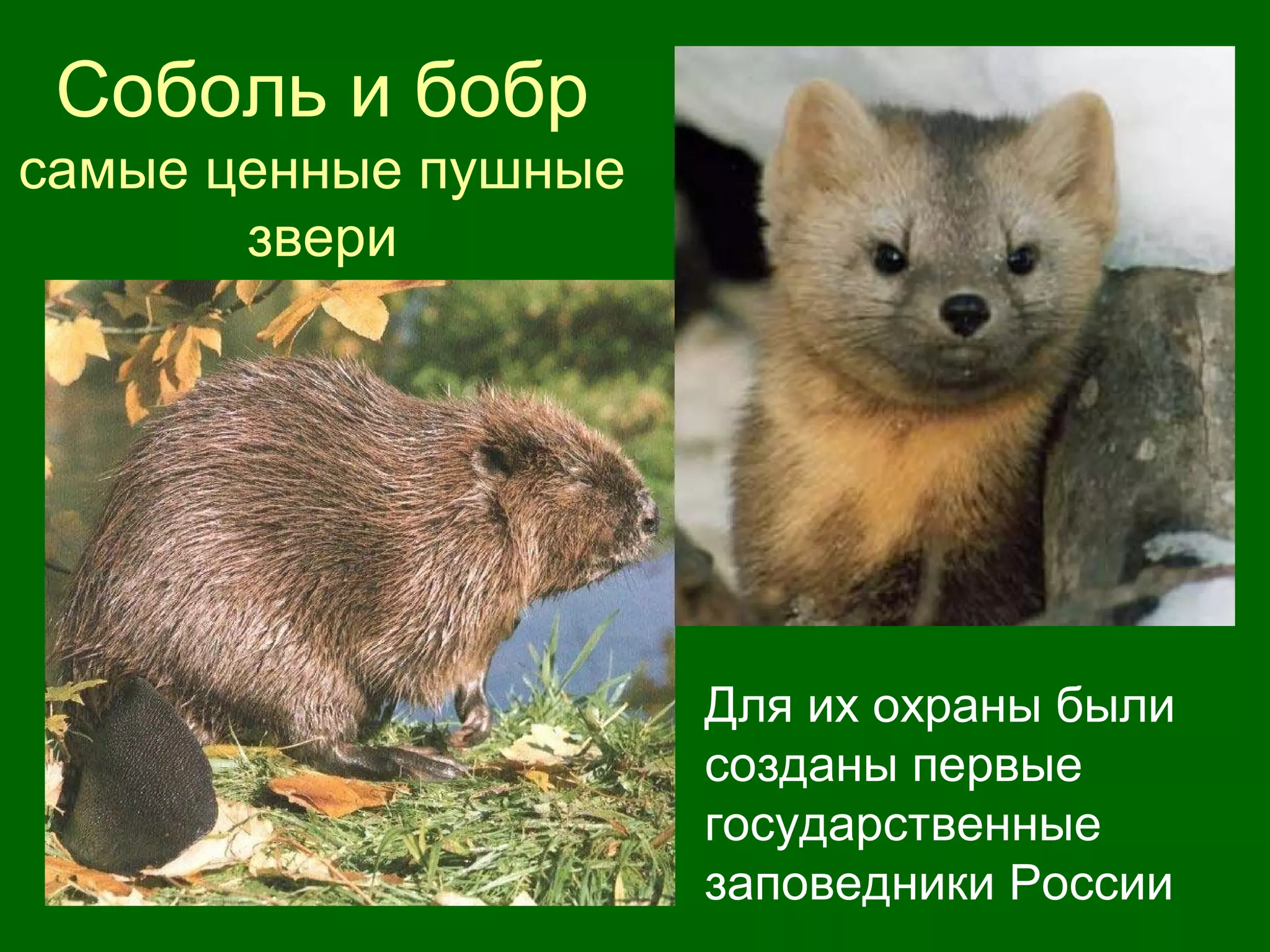 Соболь и бобр
самые ценные пушные
звери
• Для их охраны были
созданы первые
государственные
заповедники России
 