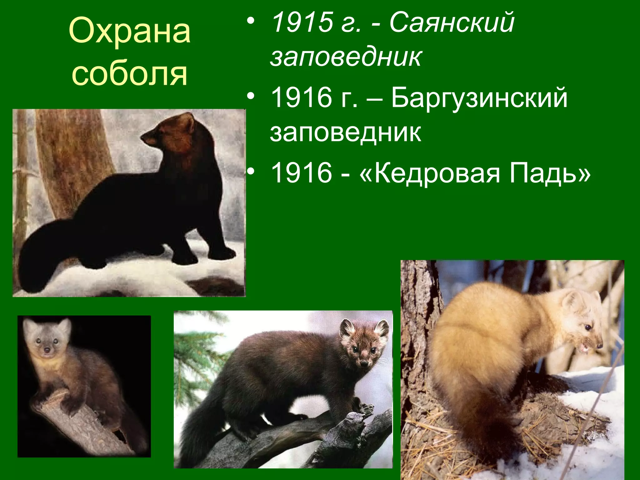 Охрана
соболя
• 1915 г. - Саянский
заповедник
• 1916 г. – Баргузинский
заповедник
• 1916 - «Кедровая Падь»
 
