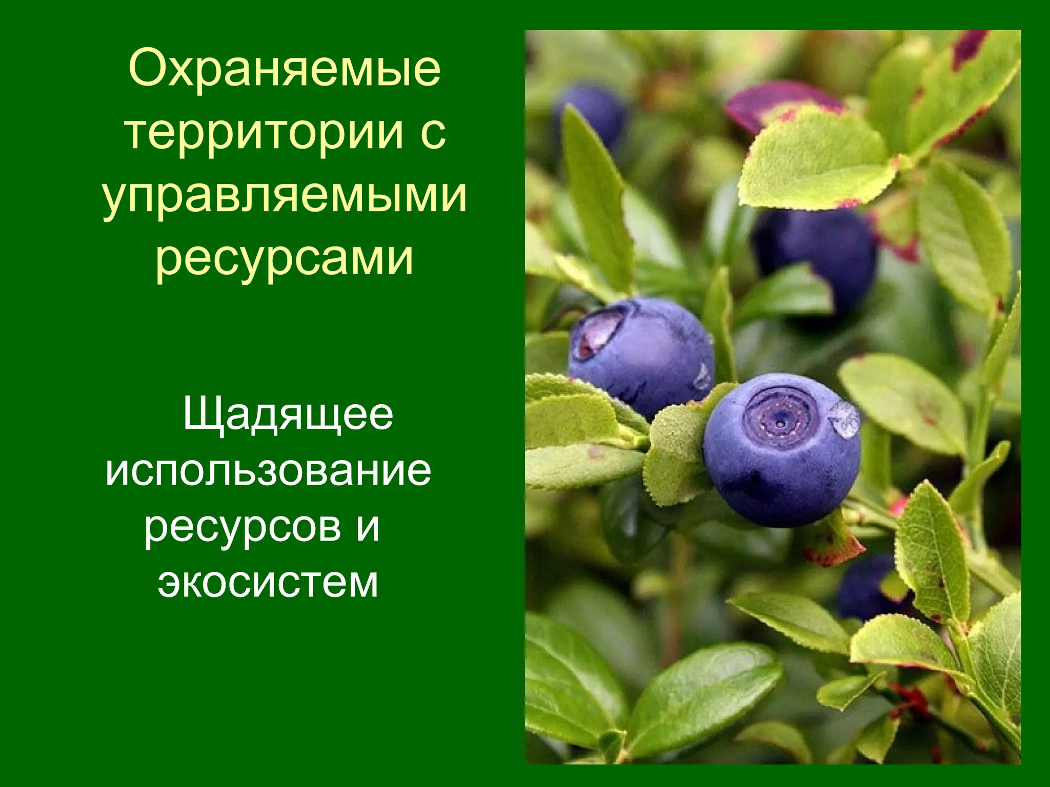 Охраняемые
территории с
управляемыми
ресурсами
Щадящее
использование
ресурсов и
экосистем
 