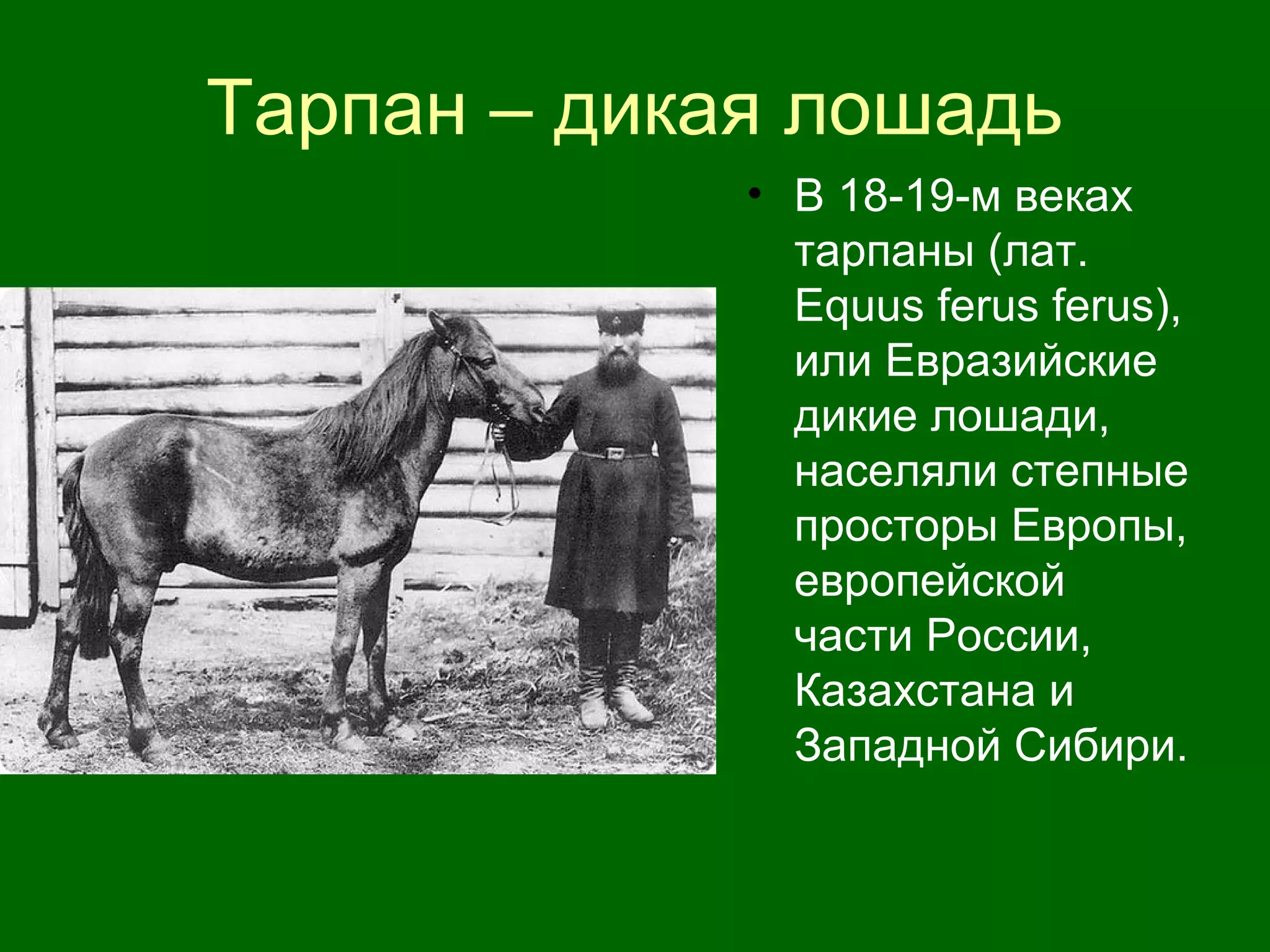 Тарпан – дикая лошадь
• В 18-19-м веках
тарпаны (лат.
Equus ferus ferus),
или Евразийские
дикие лошади,
населяли степные
просторы Европы,
европейской
части России,
Казахстана и
Западной Сибири.
 