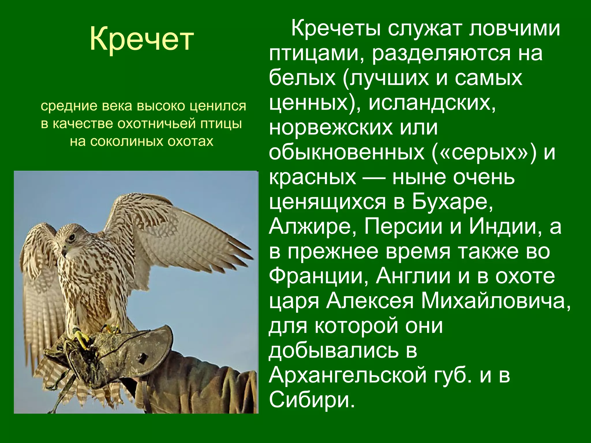 Кречет
средние века высоко ценился
в качестве охотничьей птицы
на соколиных охотах
Кречеты служат ловчими
птицами, разделяются на
белых (лучших и самых
ценных), исландских,
норвежских или
обыкновенных («серых») и
красных — ныне очень
ценящихся в Бухаре,
Алжире, Персии и Индии, а
в прежнее время также во
Франции, Англии и в охоте
царя Алексея Михайловича,
для которой они
добывались в
Архангельской губ. и в
Сибири.
 