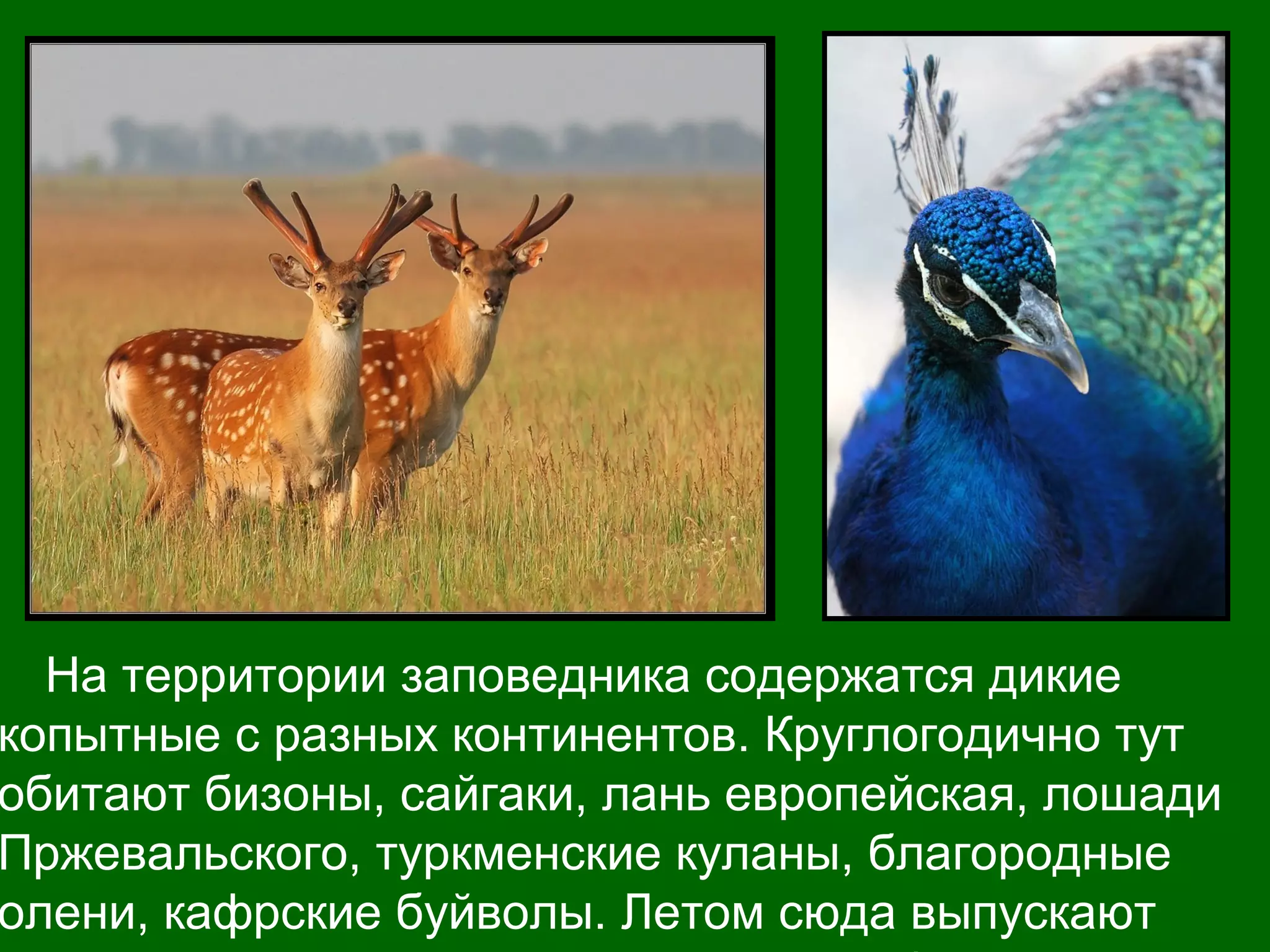 На территории заповедника содержатся дикие
копытные с разных континентов. Круглогодично тут
обитают бизоны, сайгаки, лань европейская, лошади
Пржевальского, туркменские куланы, благородные
олени, кафрские буйволы. Летом сюда выпускают
 
