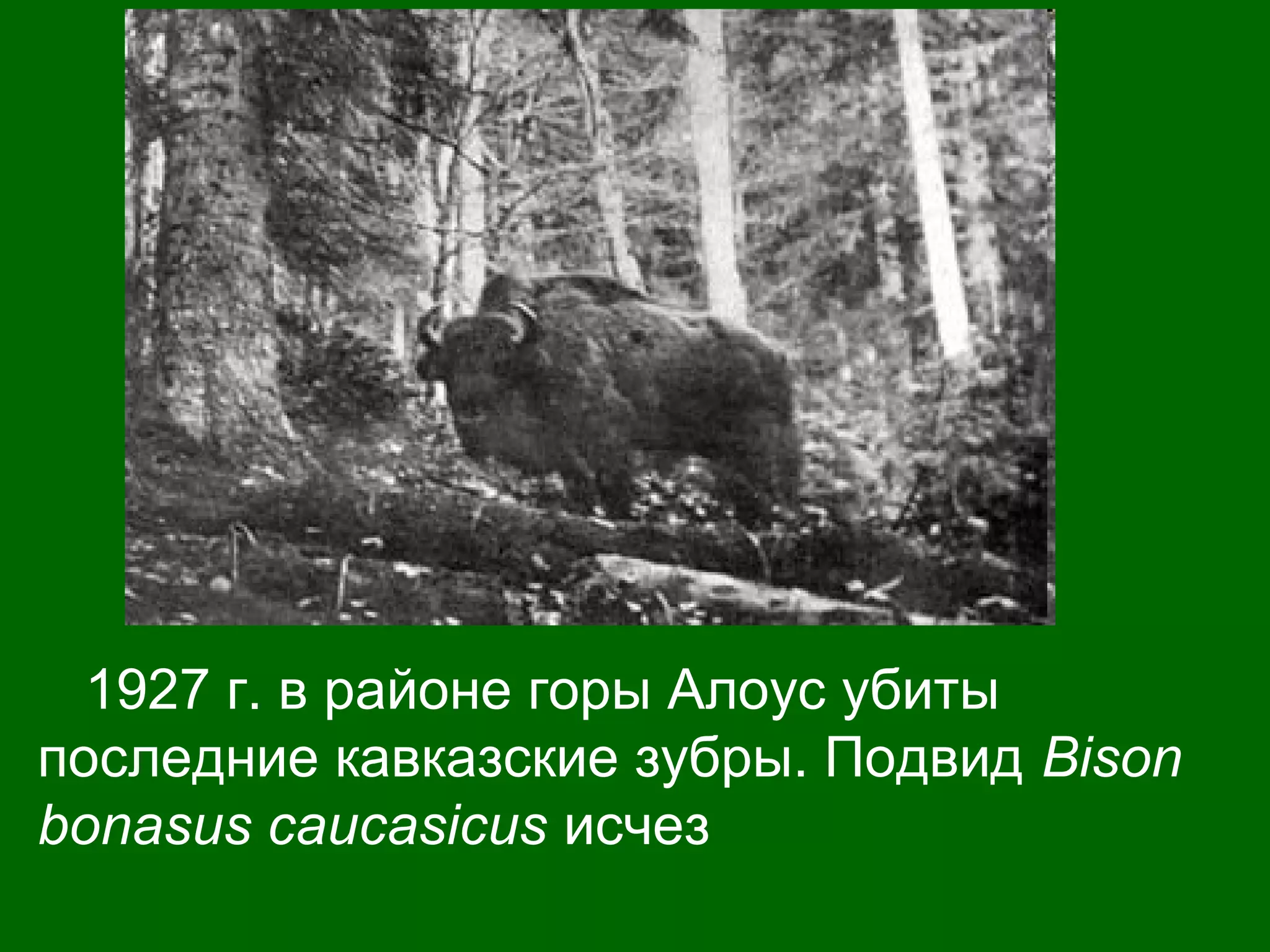 1927 г. в районе горы Алоус убиты
последние кавказские зубры. Подвид Bison
bonasus caucasicus исчез
 