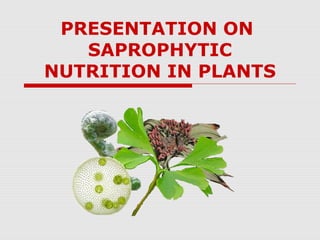PRESENTATION ON
SAPROPHYTIC
NUTRITION IN PLANTS
 
