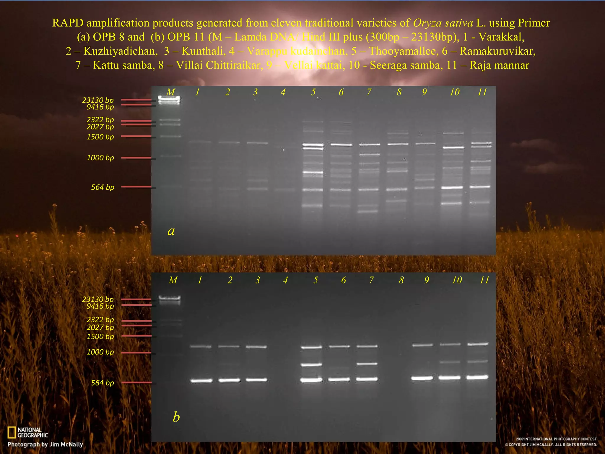 Varappu Study on genetic diversity and phylogenetic relationship among eleven ...