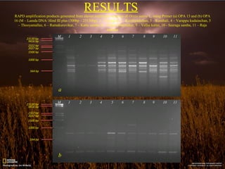 Varappu Study on genetic diversity and phylogenetic relationship among eleven ...