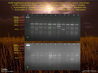 Varappu Study on genetic diversity and phylogenetic relationship among eleven ...