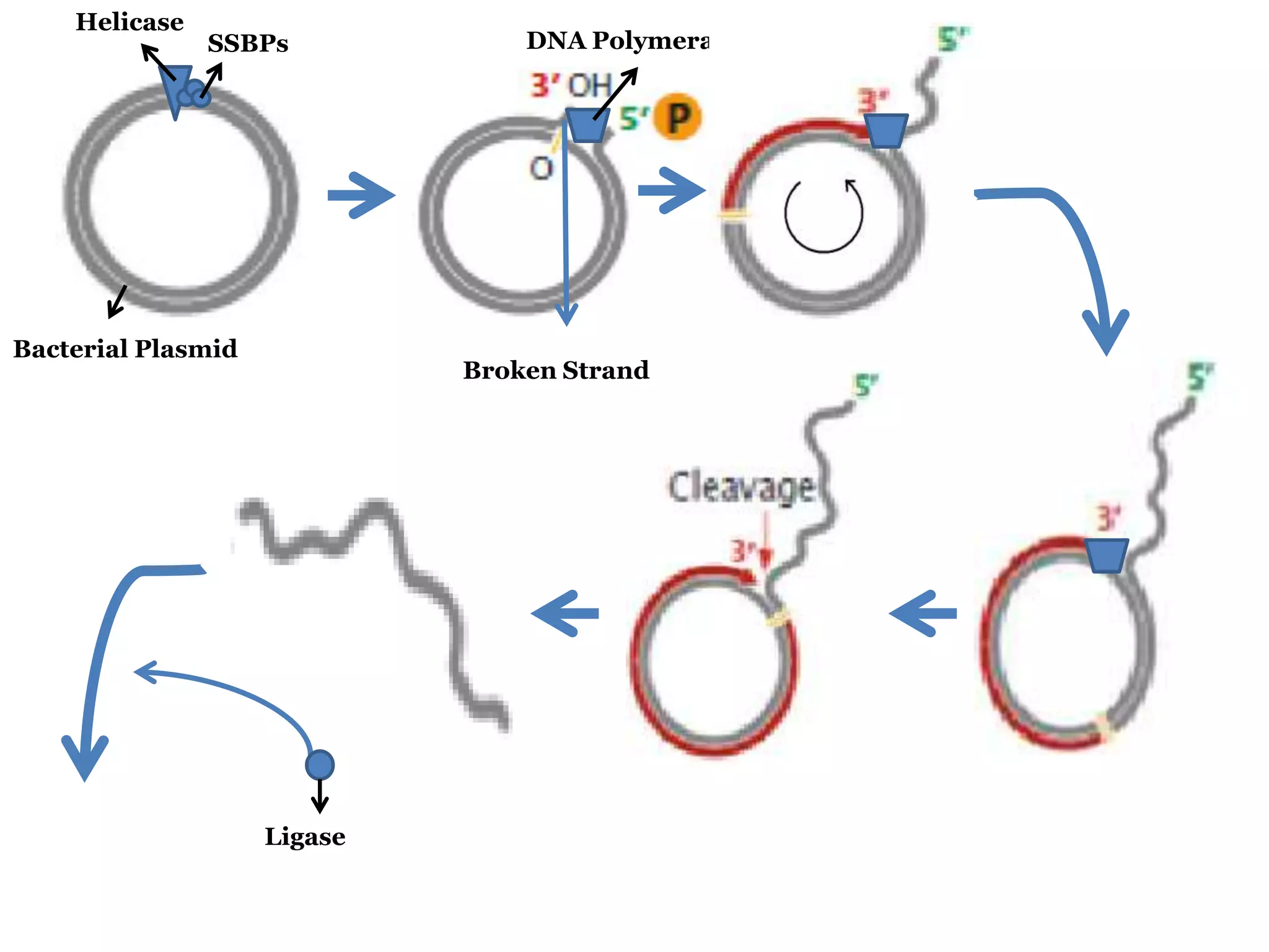 Helicase

SSBPs

Bacterial Plasmid

DNA Polymerase III

Broken Strand

Ligase

 