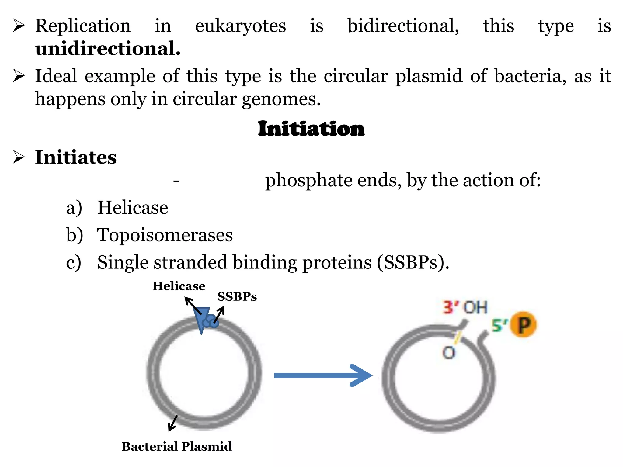  Replication in eukaryotes is bidirectional, this type is
unidirectional.
 Ideal example of this type is the circular plasmid of bacteria, as it
happens only in circular genomes.

Initiation
 Initiates
-

phosphate ends, by the action of:

a) Helicase
b) Topoisomerases
c) Single stranded binding proteins (SSBPs).
Helicase

SSBPs

Bacterial Plasmid

 