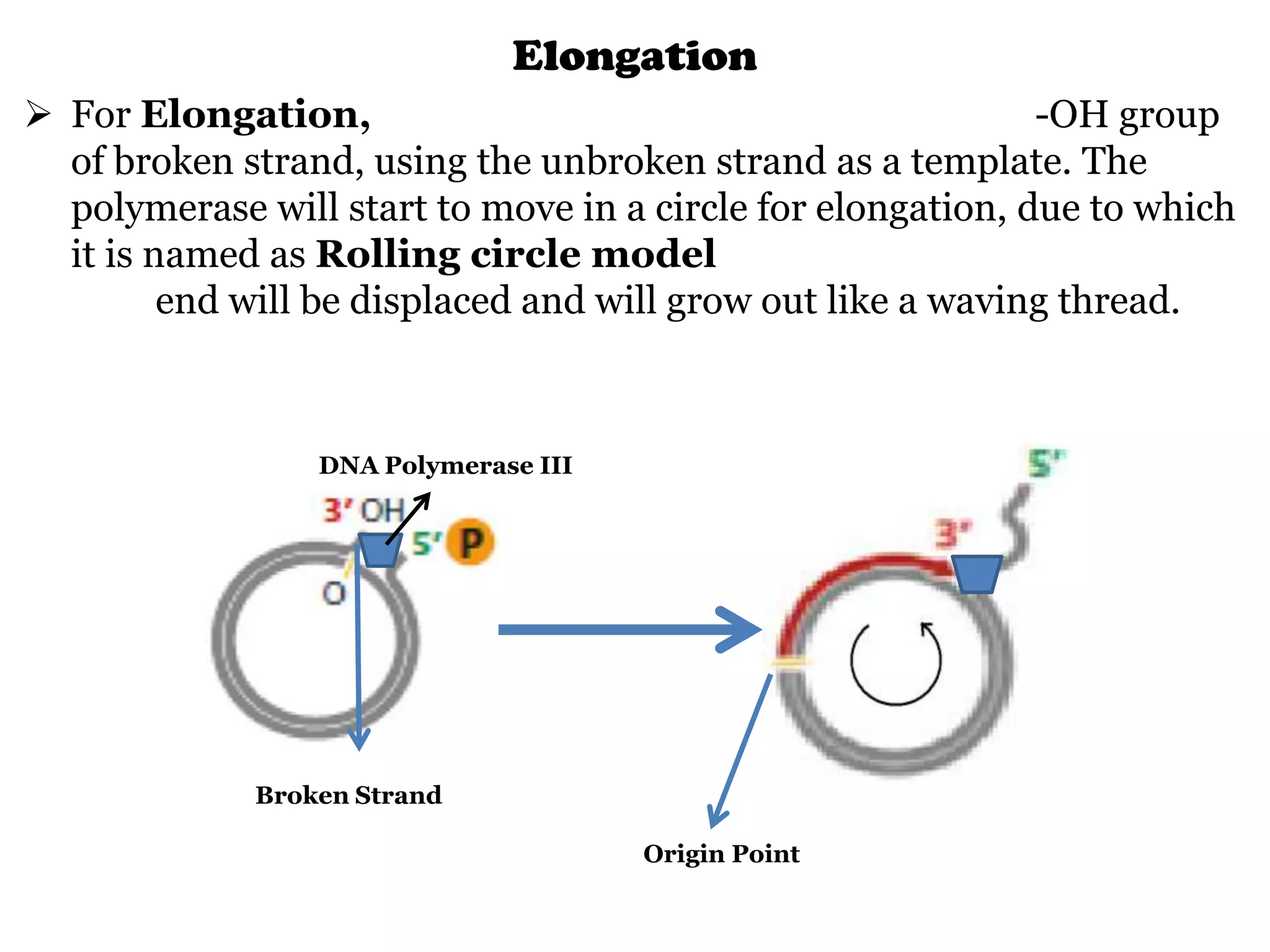 Elongation
 For Elongation,
-OH group
of broken strand, using the unbroken strand as a template. The
polymerase will start to move in a circle for elongation, due to which
it is named as Rolling circle model
end will be displaced and will grow out like a waving thread.

DNA Polymerase III

Broken Strand
Origin Point

 