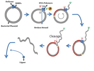 Helicase

SSBPs

Bacterial Plasmid

DNA Polymerase III

Broken Strand

Ligase

 