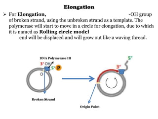 Elongation
 For Elongation,
-OH group
of broken strand, using the unbroken strand as a template. The
polymerase will start to move in a circle for elongation, due to which
it is named as Rolling circle model
end will be displaced and will grow out like a waving thread.

DNA Polymerase III

Broken Strand
Origin Point

 