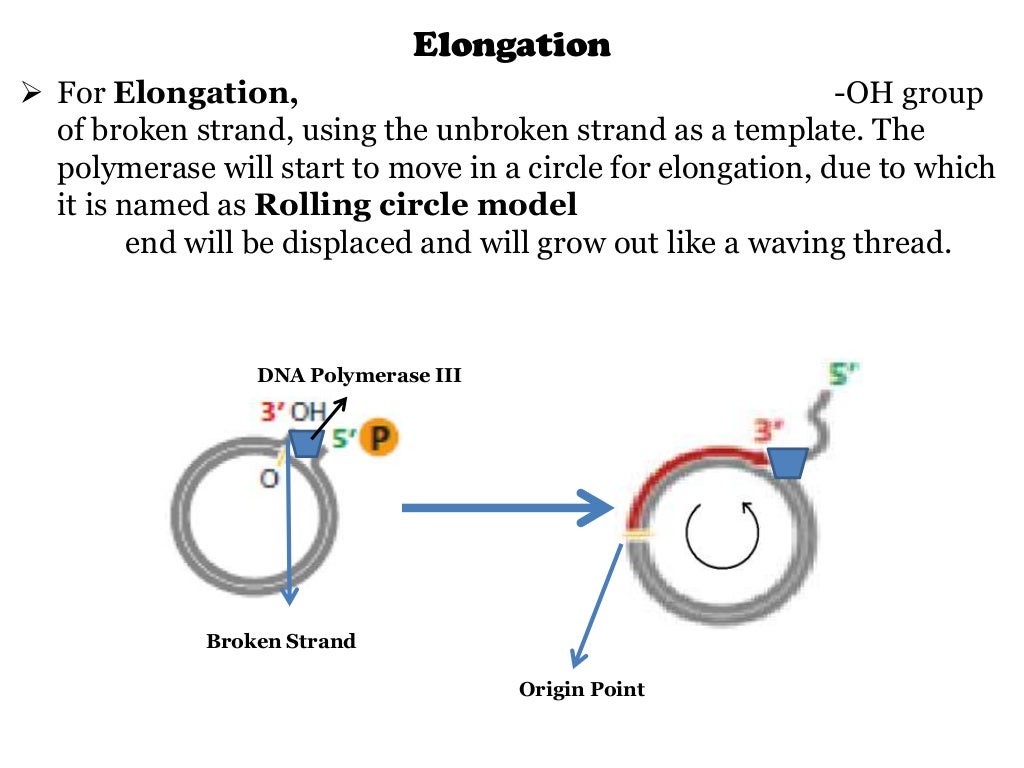 Rolling Circle Model of DNA Replication