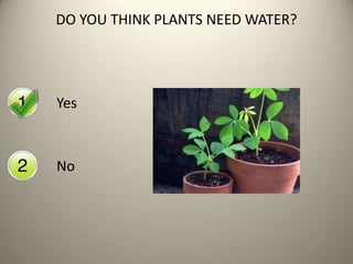 DO YOU THINK PLANTS NEED WATER?
Yes
No