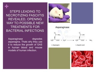 +

STEPS LEADING TO
NECROTIZING FASCIITIS
REVEALED, OPENING
WAY TO POSSIBLE NEW
TREATMENTS FOR
BACTERIAL INFECTIONS
Asparaginase
degrades
asparagina. Thats why they use
it to reduce the growth of GAS
in human blood and mouse
models of human infection.

 