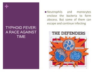 +
 Neutrophils

and monocytes
enclose the bacteria to form
abscess. But some of them can
escape and continue infecting

TYPHOID FEVER:
A RACE AGAINST
TIME

 