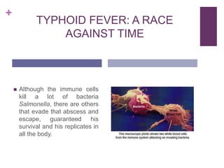 +

TYPHOID FEVER: A RACE
AGAINST TIME



Although the immune cells
kill a lot of bacteria
Salmonella, there are others
that evade that abscess and
escape, guaranteed his
survival and his replicates in
all the body.

 
