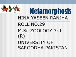 Metamorphosis

HINA YASEEN RANJHA
ROLL NO.29
M.Sc ZOOLOGY 3rd
(R)
UNIVERSITY OF
SARGODHA PAKISTAN

 