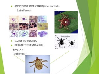

AMBLYOMMA AMERICANAM(lone star tick)

E.chaffeensis



IXODES PERSUKATUS



DERMACENTOR VARIABILIS
(dog tick
wood tick)

 