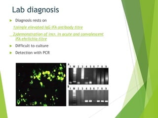 Lab diagnosis


Diagnosis rests on
1)single elevated IgG IFA antibody titre
2)demonstration of incr. in acute and convalescent
IFA ehrlichia titre



Difficult to culture



Detection with PCR

 