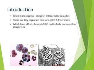 Introduction


Small gram negative, obligate, intracellular parasites



These are tiny organisms measuring 0.2-2.4micromtrs.



Which have affinity towards WBC particularly mononucslear
phagocytes

 