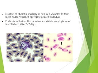 

Clusters of Ehrlichia multiply in host cell vacuoles to form
large mulbery shaped aggregates called MORULAE



Ehrlichia inclusions like morulae are visible in cytoplasm of
infected cell after 5-7 days

 