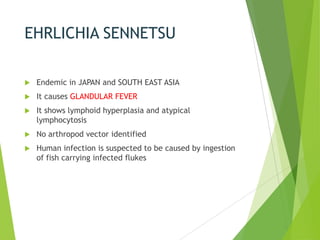 EHRLICHIA SENNETSU


Endemic in JAPAN and SOUTH EAST ASIA



It causes GLANDULAR FEVER



It shows lymphoid hyperplasia and atypical
lymphocytosis



No arthropod vector identified



Human infection is suspected to be caused by ingestion
of fish carrying infected flukes

 