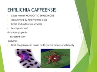 EHRLICHIA CAFFEENSIS


Cause human MONOCYTIC EHRLICHIOSIS



Transmitted by Amblyomma ticks



Deers and rodents reservoirs



Leucopenia and

thrombocytopenia
increased liver
enzymes


Most dangerous can cause multisystem failure and fatality

 