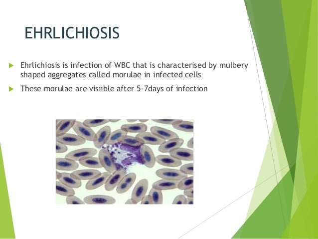 Ehrlichia
