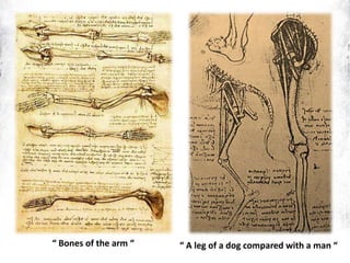 “ A leg of a dog compared with a man ““ Bones of the arm “
 