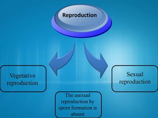 Reproduction
Vegetative
reproduction
Sexual
reproduction
The asexual
reproduction by
spore formation is
absent
 
