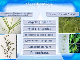 In charyophytes 7 living genera with about
294 species have been recorded. These are Chara (27 species)
Tolypella (3 species)
Nitella (37 species)
Nitellopsis (a single specie)
Lychnothamnus (a single specie)
Lamprothamnium
Protochara.
 