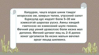 Халуурах, чацга алдах шинж тэмдэг
илэрснээс ам, хамрын толио, үтрээний салст
бүрхүүлд цус ихдэлт болж 5–30 мм
хэмжээтэй шархлаа үүснэ. Амны хөндий
гэмтснээс их хэмжээний шүлс гоожно.
Өвчний үед үений үрэвслээс болж ихэнх мал
доголно. Өвчний цочмог явц нь 2–6 долоо
хоног үргэлжлэх ба ихэнх малын өвчлөл
архаг явцад шилжинэ.
 