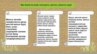 ;
Мал бүхий аж ахуйн нэгж,иргэн, малчны гүйцэтгэх үүрэг
Малын эмчийн
зааварчлагын дагуу
өвчтэй малын бууц,
баас, шээс,
тэжээлийн
үлдэгдлийг шатааж
устгах буюу
биотермийн аргаар
халдваргүйжүүлэх
Өвчний шинж тэмдэг,
сэжиг илэрсэн тухай
өөрийн харьяалах мал
эмнэлгийн байгууллага
болон малын эмчид
албан ёсоор мэдэгдэх;
Өвчтэй малын
арчилгаа, маллагаа,
тэжээлийн нөхцлийг
сайжруулж өдөр тутмын
арчилгаа, маллагаа,
сувилгааг малын эмчийн
зааварчилгаа дор гардан
гүйцэтгэх;
Эрүүл, өвчтэй малыг
хооронд холих, малын
эмчийн
зөвшөөрөлгүйгээр
шилжилт, хөдөлгөөн
хийхгүй байх; Дүүрэг,
сумын засаг даргын
захирамж, мал
эмнэлгийн
байгууллага, малын
эмчийн шаардлагыг
бүрэн биелүүлэх;
 