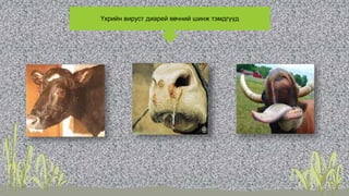 Үхрийн вируст диарей өвчний шинж тэмдгүүд
 