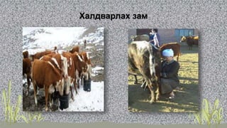 Халдварлах зам
 