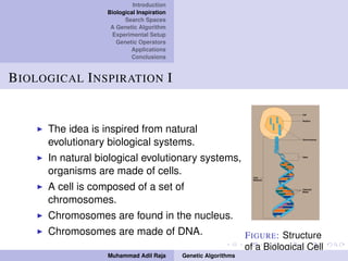 Introduction
Biological Inspiration
Search Spaces
A Genetic Algorithm
Experimental Setup
Genetic Operators
Applications
Conclusions
BIOLOGICAL INSPIRATION I
The idea is inspired from natural
evolutionary biological systems.
In natural biological evolutionary systems,
organisms are made of cells.
A cell is composed of a set of
chromosomes.
Chromosomes are found in the nucleus.
Chromosomes are made of DNA. FIGURE: Structure
of a Biological Cell
Muhammad Adil Raja Genetic Algorithms
 