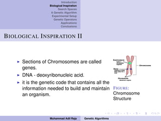 Introduction
Biological Inspiration
Search Spaces
A Genetic Algorithm
Experimental Setup
Genetic Operators
Applications
Conclusions
BIOLOGICAL INSPIRATION II
Sections of Chromosomes are called
genes.
DNA - deoxyribonucleic acid.
it is the genetic code that contains all the
information needed to build and maintain
an organism.
FIGURE:
Chromosome
Structure
Muhammad Adil Raja Genetic Algorithms
 