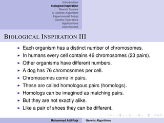 Introduction
Biological Inspiration
Search Spaces
A Genetic Algorithm
Experimental Setup
Genetic Operators
Applications
Conclusions
BIOLOGICAL INSPIRATION III
Each organism has a distinct number of chromosomes.
In humans every cell contains 46 chromosomes (23 pairs).
Other organisms have different numbers.
A dog has 76 chromosomes per cell.
Chromosomes come in pairs.
These are called homologous pairs (homologs).
Homologs can be imagined as matching pairs.
But they are not exactly alike.
Like a pair of shoes they can be different.
Muhammad Adil Raja Genetic Algorithms
 
